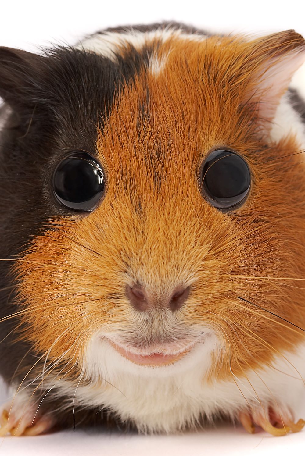 Can Guinea Pigs Eat Zucchini? Excellent Facts To Know! PetCosset