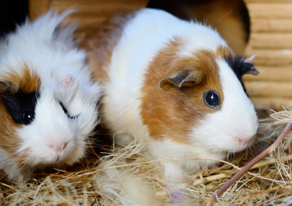 how to prepare nectarines for your guinea pigs