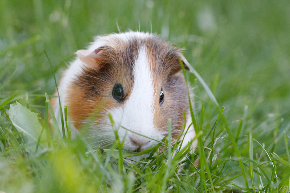 the right amount of radishes guinea pigs can eat