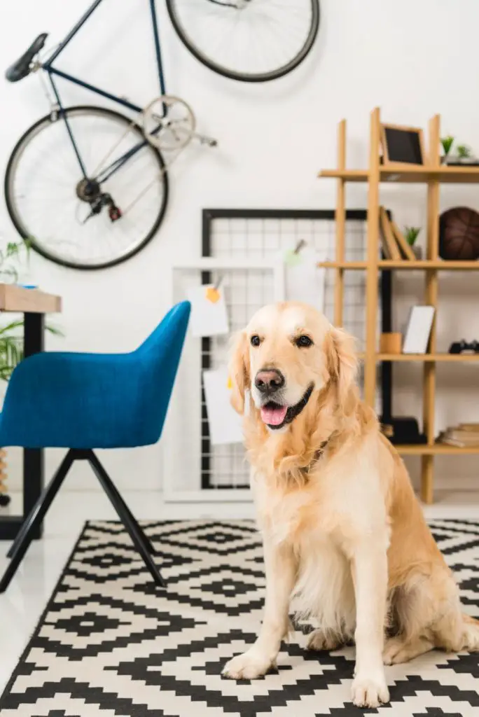 how to clean up dog pee and poop on carpet