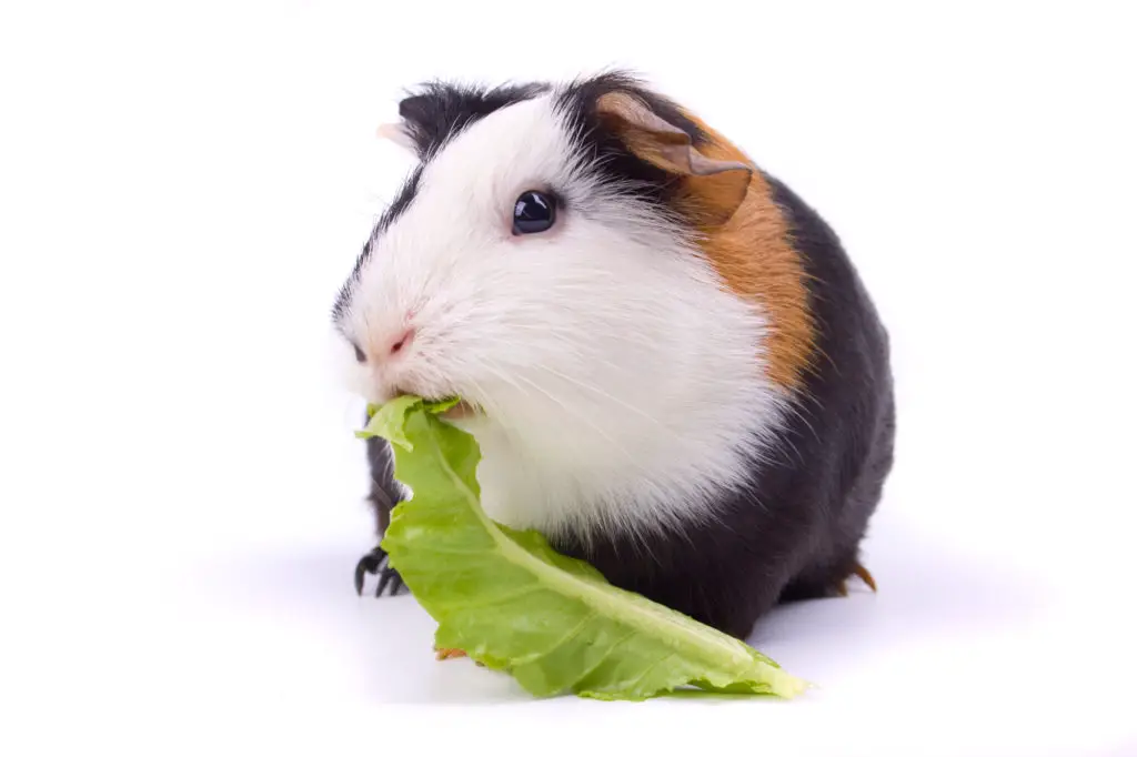 benefits of bean sprouts to guinea pigs