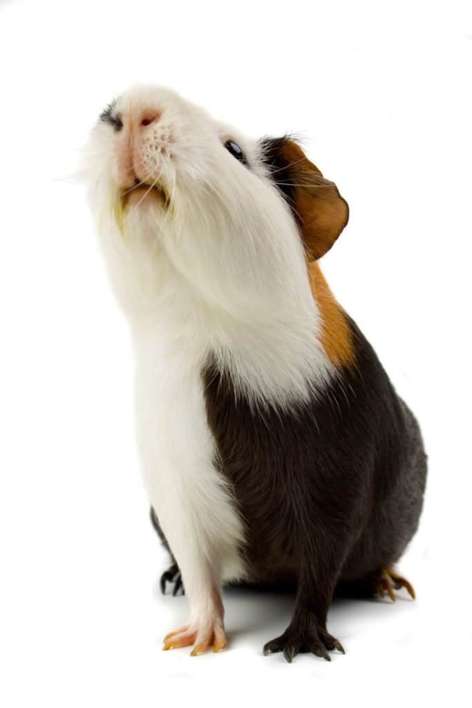 can guinea pigs consume mint leaves regardless of age or species