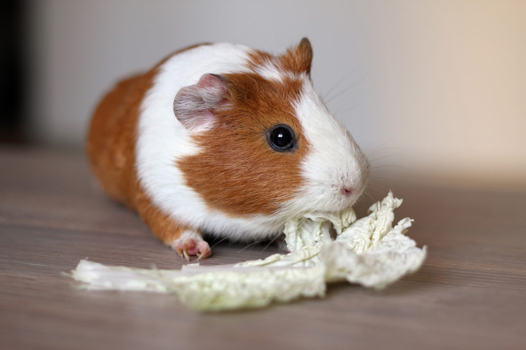 hazards of serving your guinea pigs with beet greens