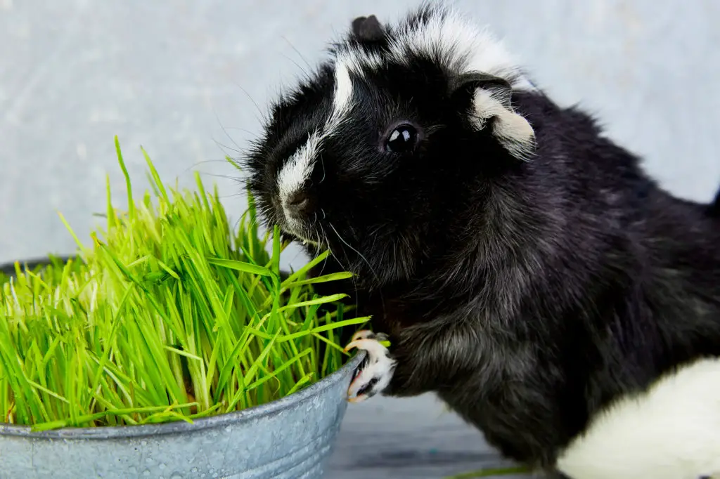 can guinea pigs eat nectarines