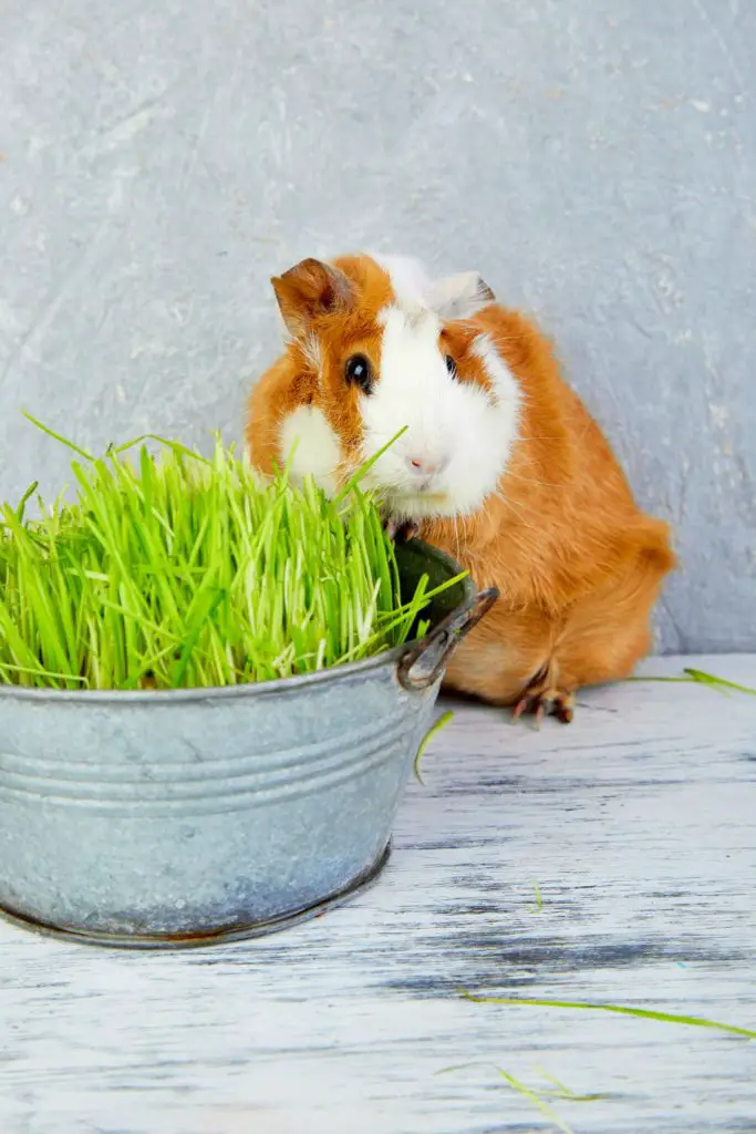 can guinea pigs eat asparagus