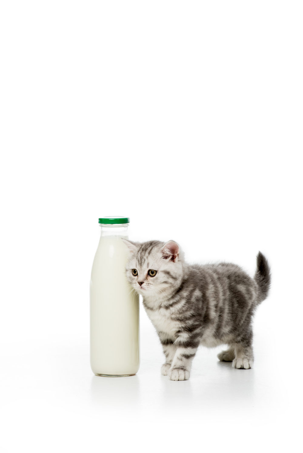 Can Cats Drink Rice Milk? What You Need to Know