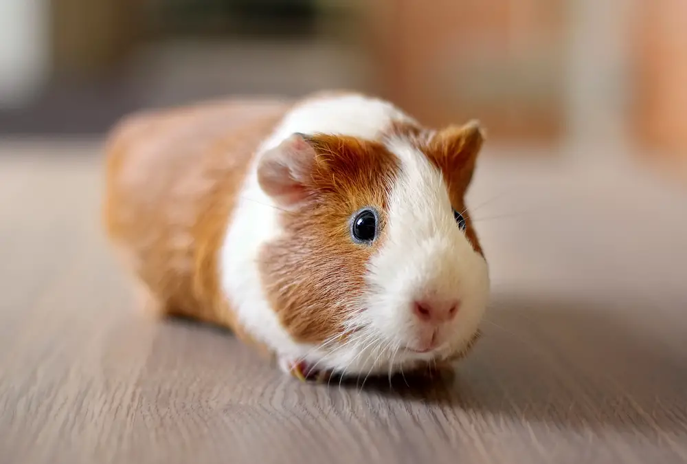 can guinea pigs eat apricots