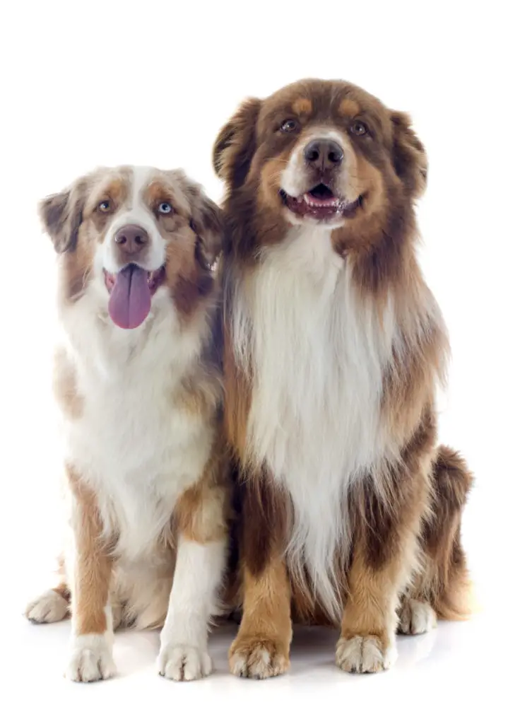 Australian shepherd grooming tools