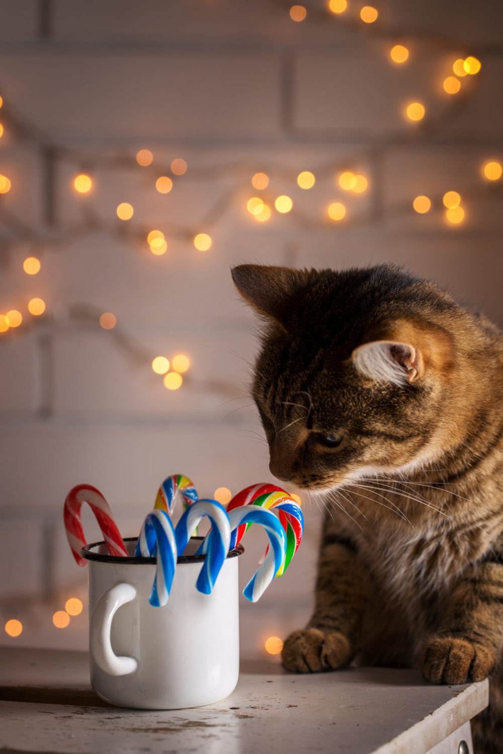 4 Reasons Why Does My Cat Like To Smell My Breath PetCosset