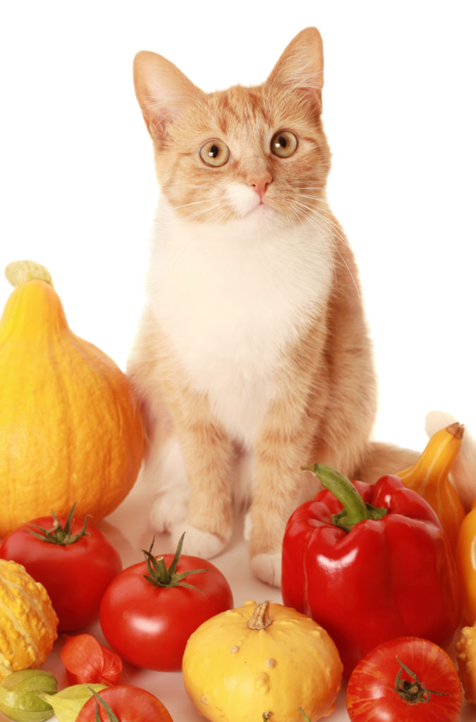 can cats eat fruit