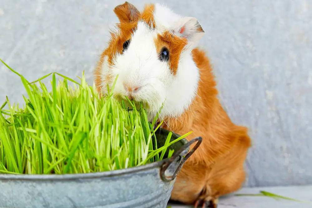 can guinea pigs eat sage