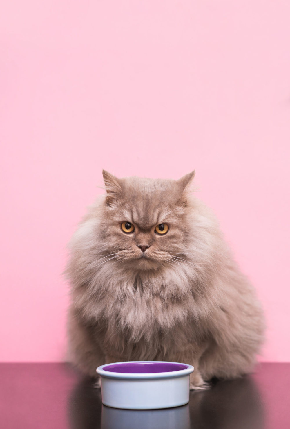 Can Cats Eat Pepper? Important Facts to Remember