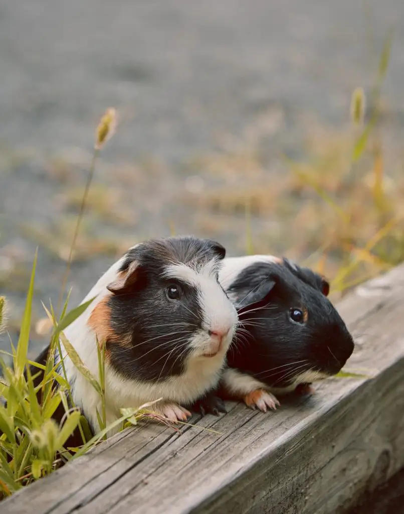 can guinea pigs eat cauliflower