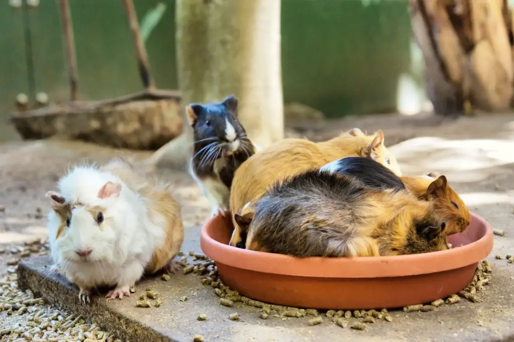 is pickled beetroot healthy for guinea pigs