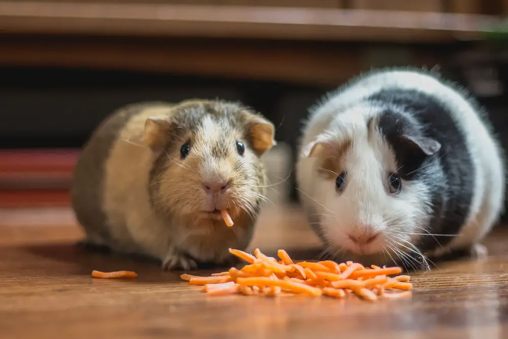 is corn on the cob good for guinea pigs