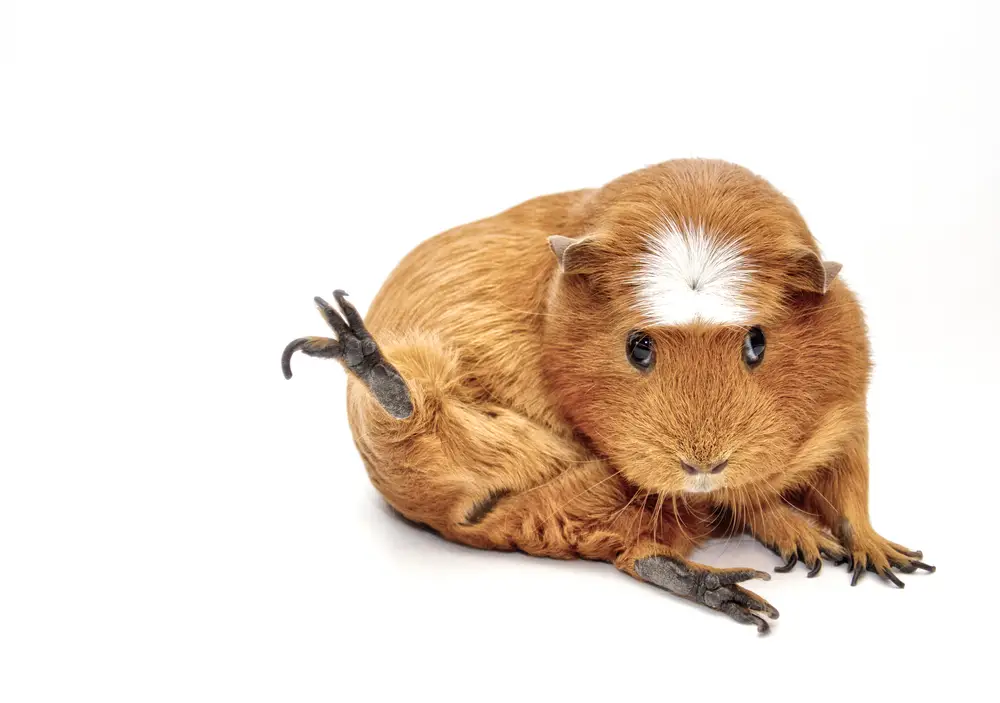 risks of giving sage to guinea pigs