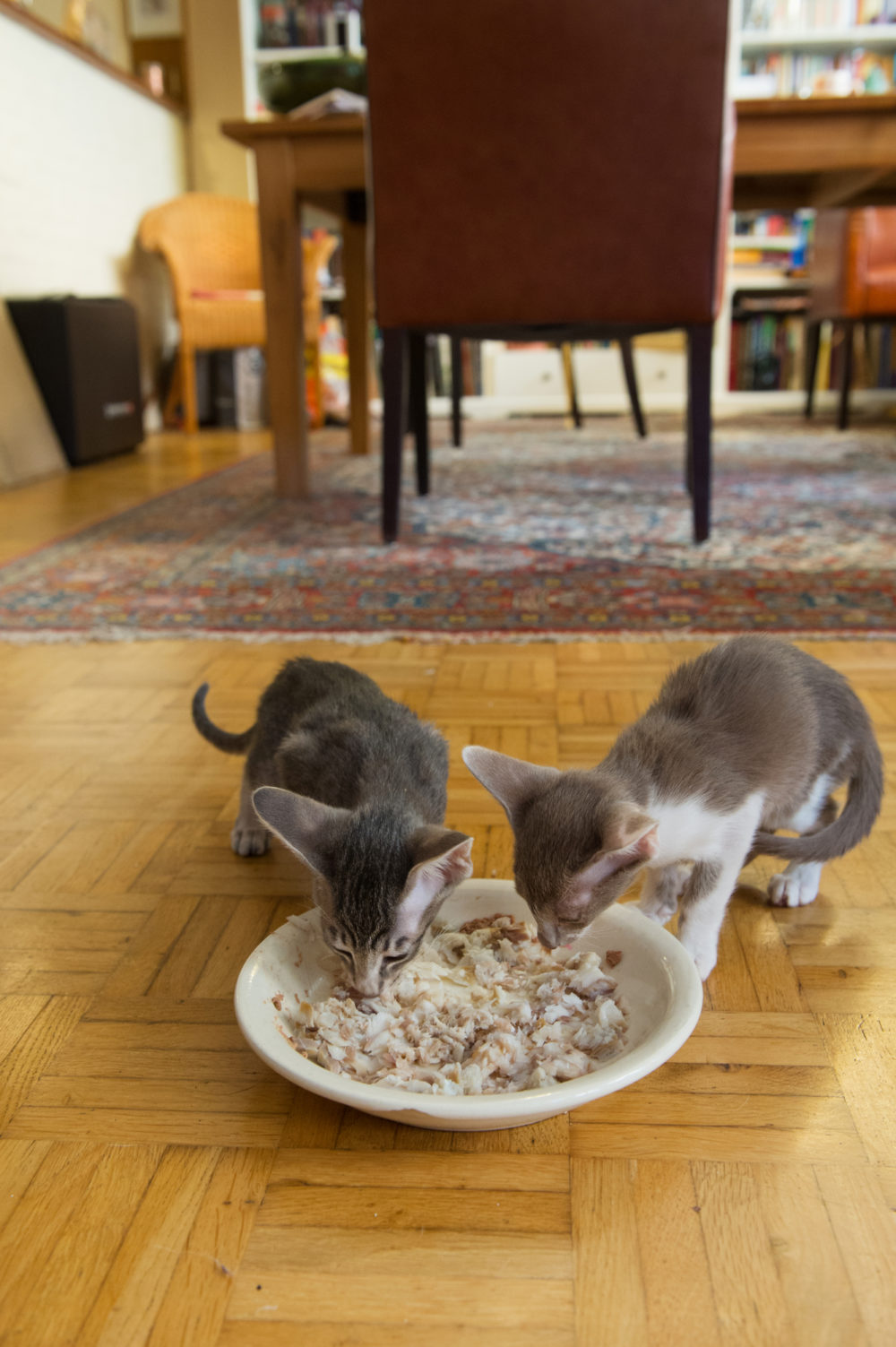 Can Cats Eat Fish Skin? Important Points