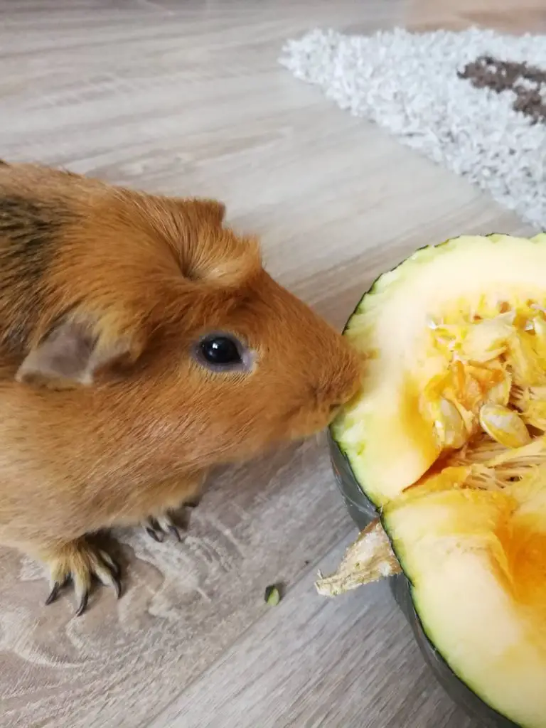 what happens If your guinea pig eats too much cauliflower