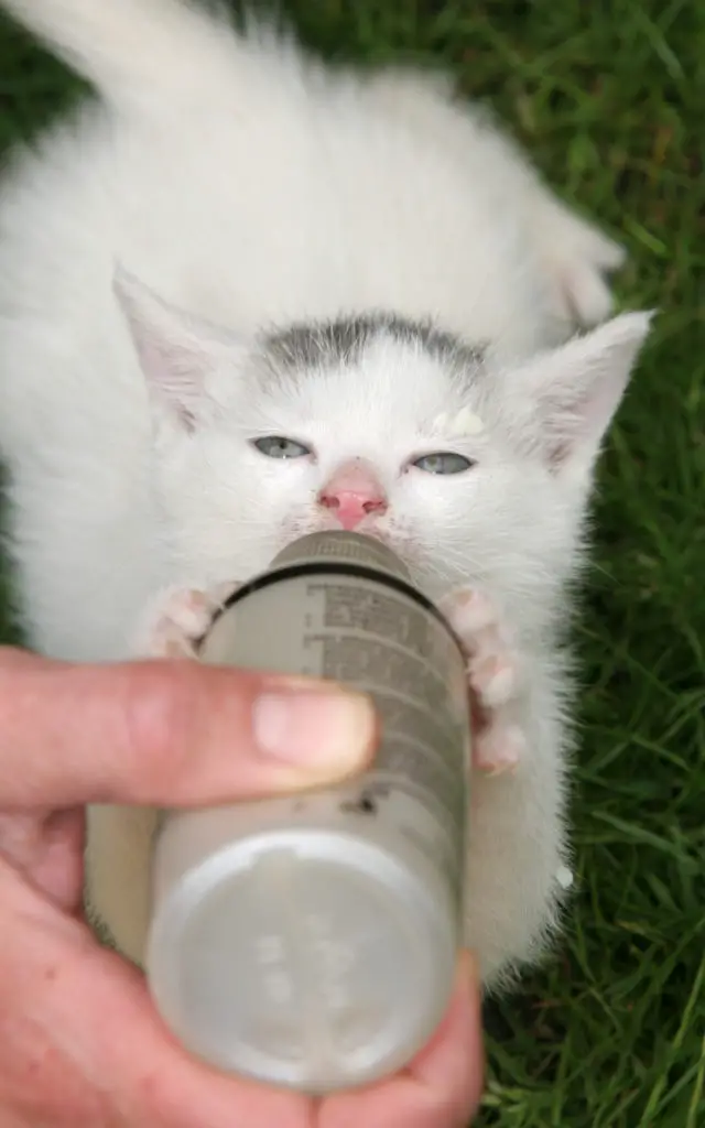 how many raisins are toxic to cats