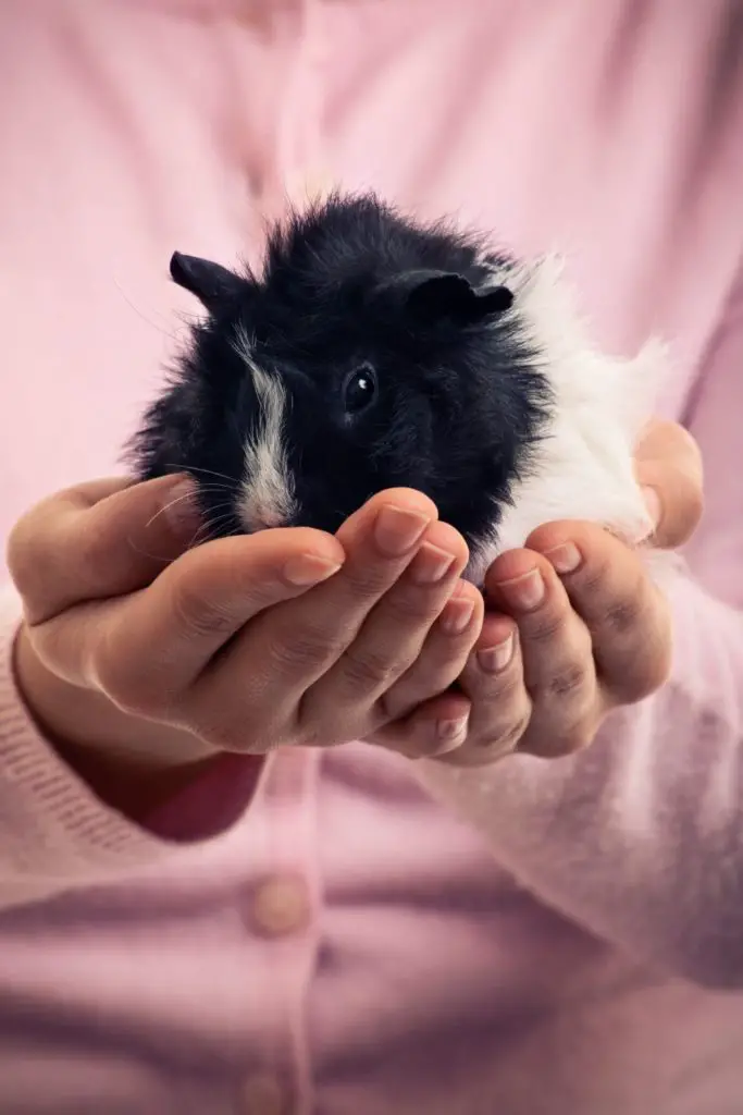 can guinea pigs eat bok choy