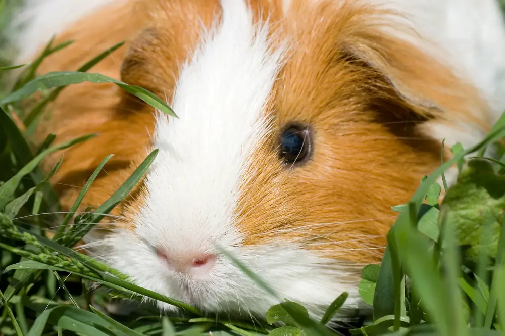 how bread can affect your guinea pig