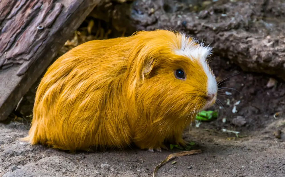 can guinea pigs eat pea pods