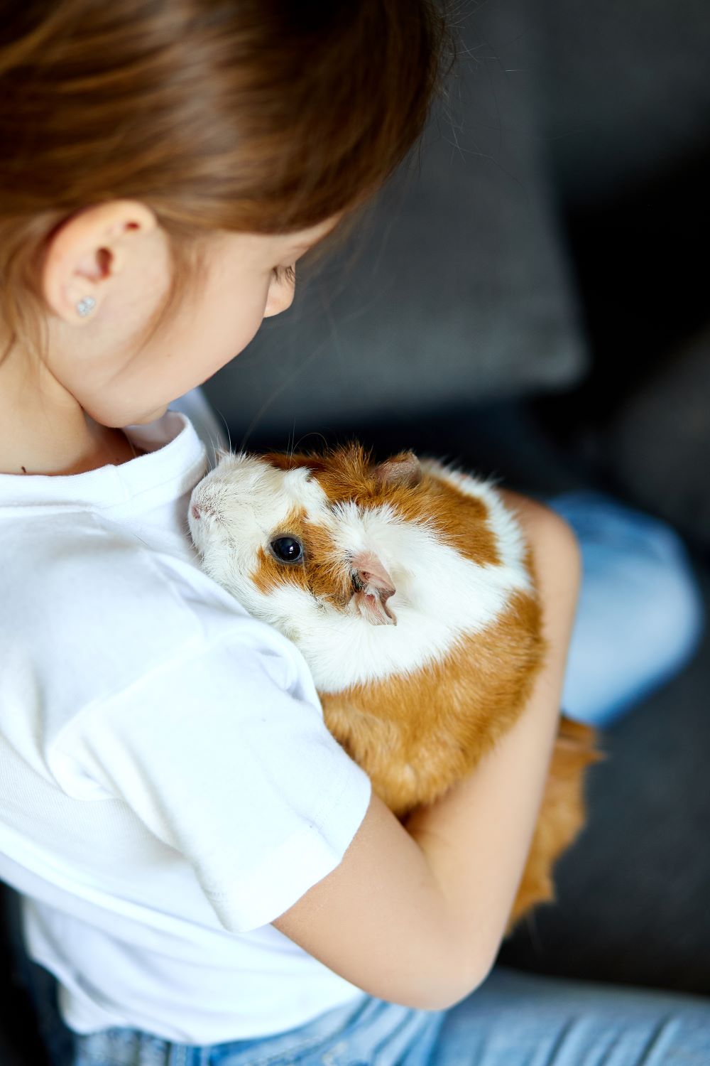Can Guinea Pigs Drink Water Out Of A Bowl? PetCosset