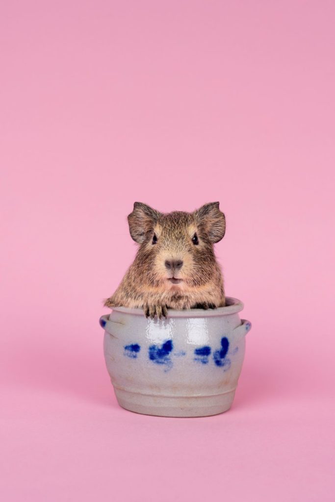 can guinea pigs drink water out of a bowl