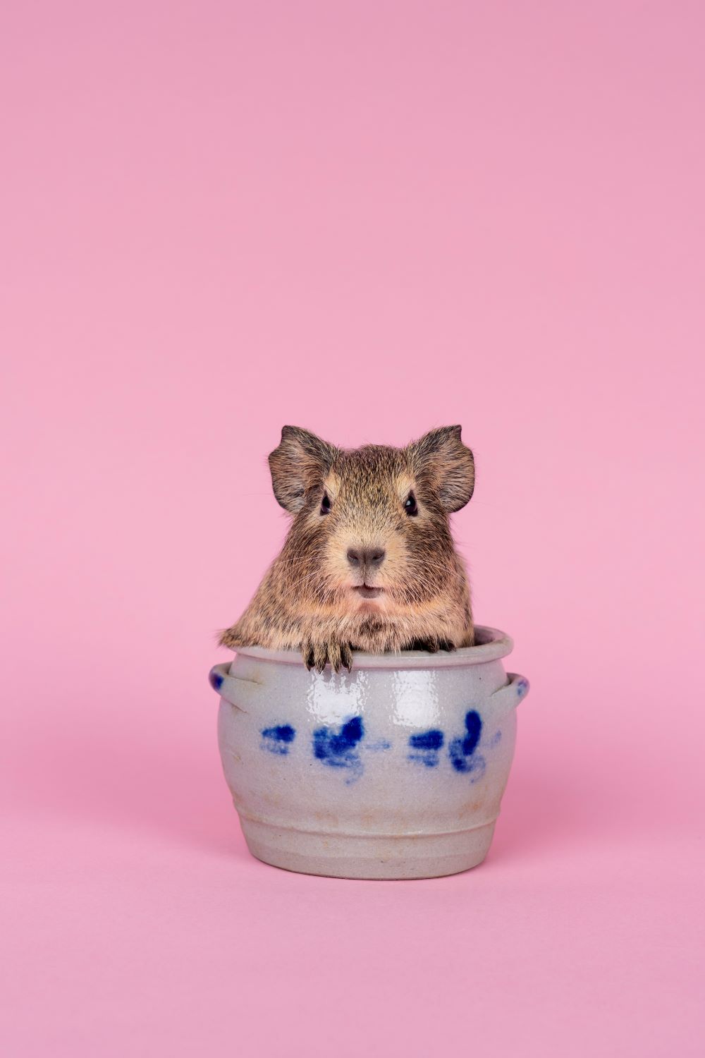 Can Guinea Pigs Drink Water Out Of A Bowl? PetCosset