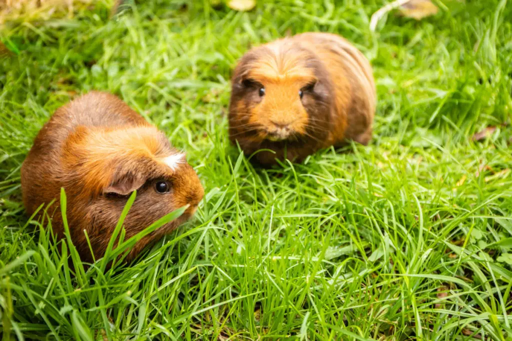 can guinea pigs eat herbs