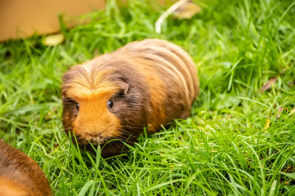 how often should my guinea pig eat corn