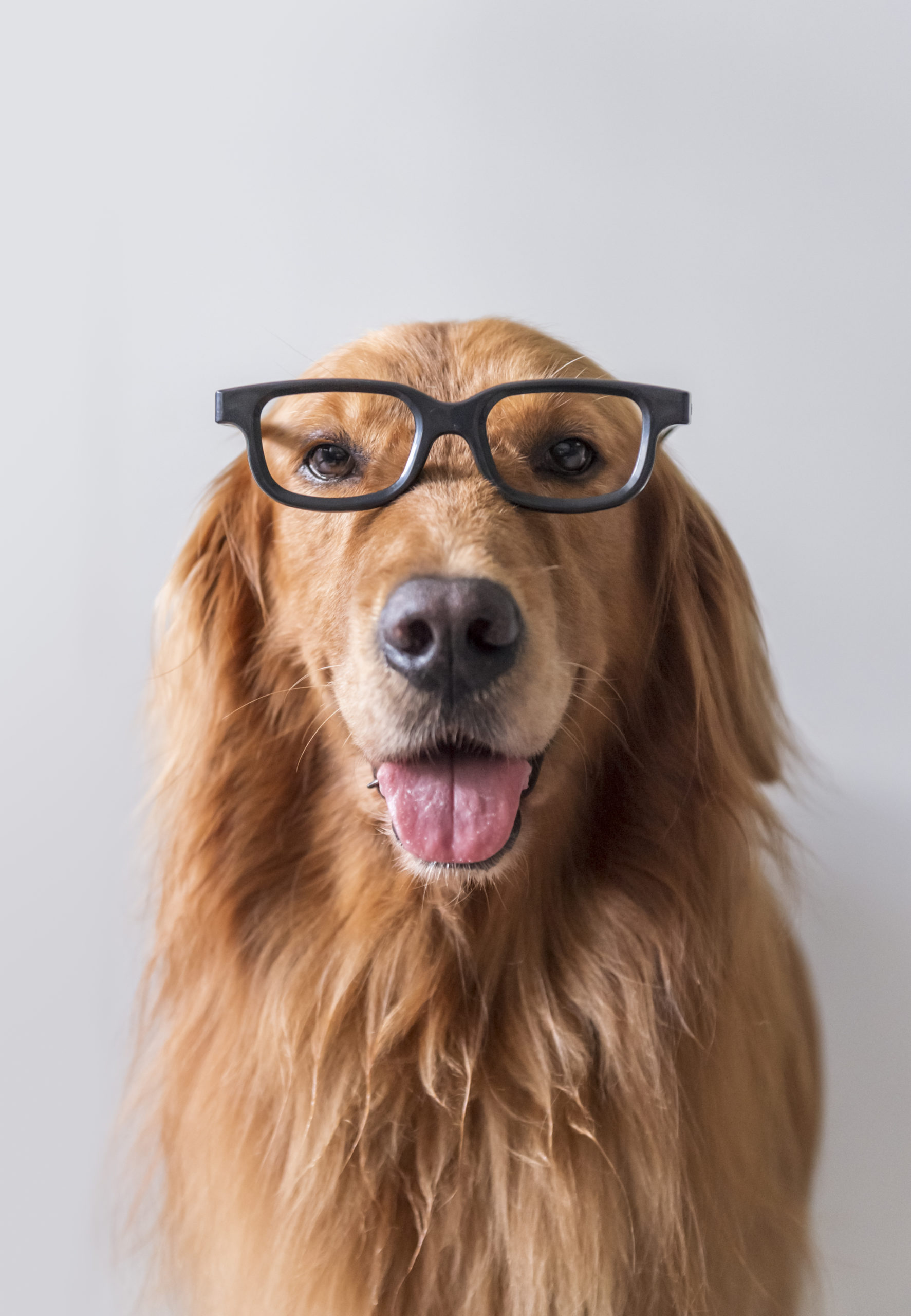 How To Clean Dog Eye Boogers Safely