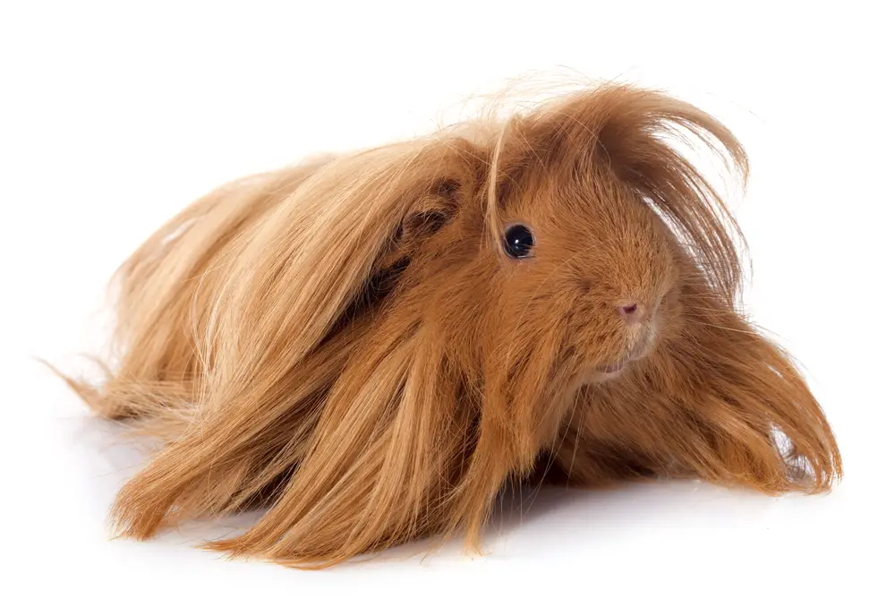 can guinea pigs eat sweet potatoes