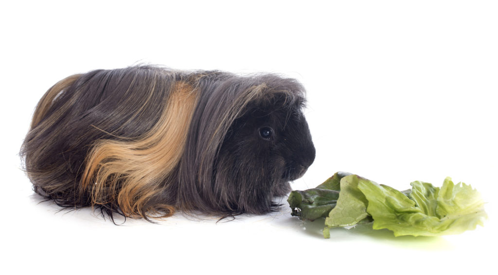can guinea pigs eat beet greens