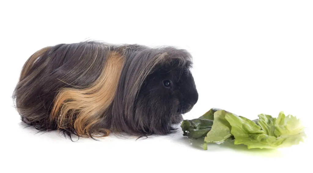 can guinea pigs eat beet greens