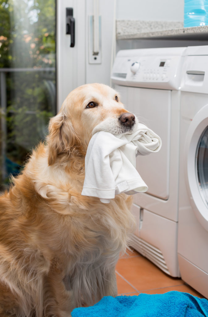 how to clean up dog vomit