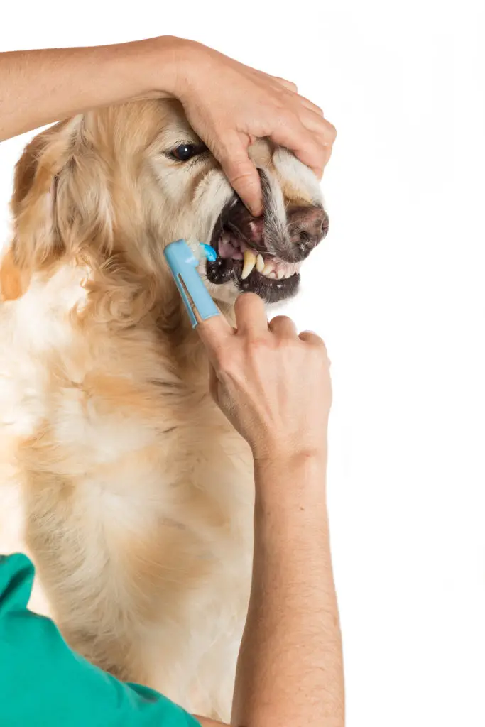 how to make dog toothpaste