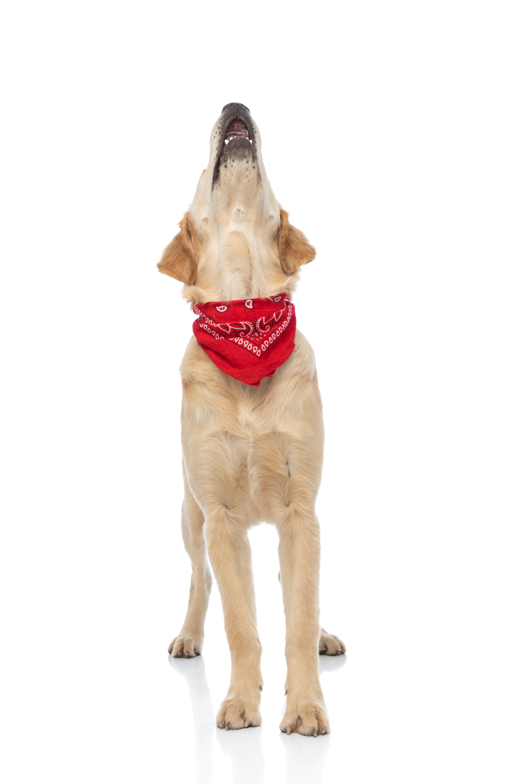 How To Make Your Dog Howl on Command PetCosset