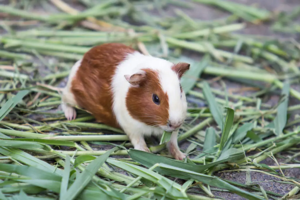do guinea pigs love butternut squash