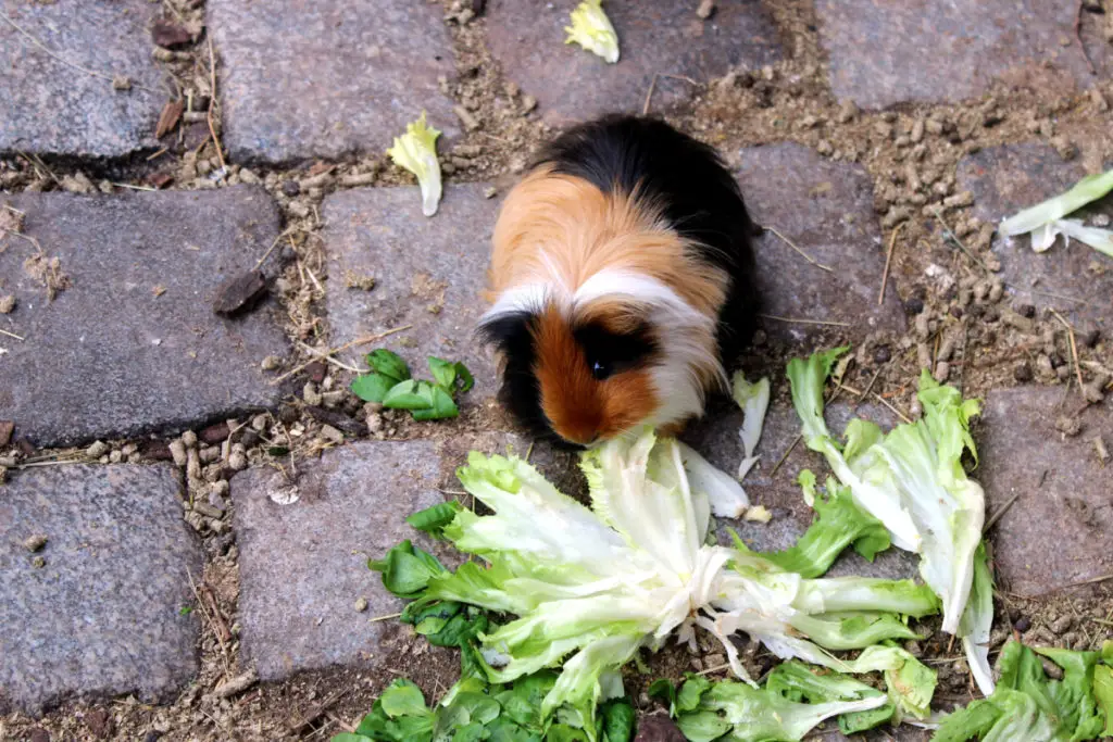 can guinea pigs eat celery leaves