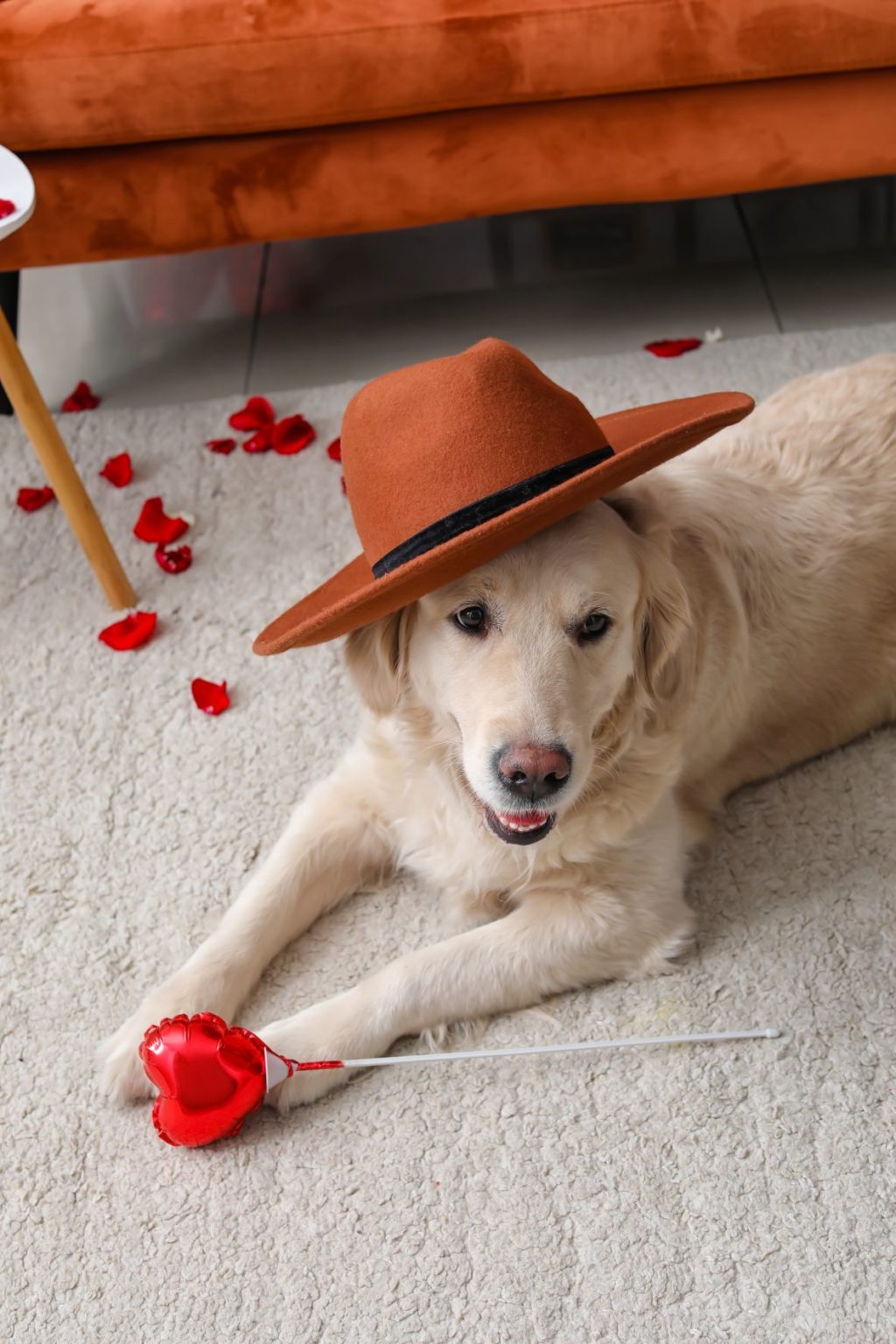 How To Clean Dog Poop From Carpet (StepbyStep Guide)