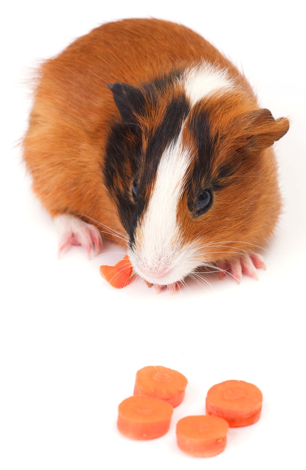 Can Guinea Pigs Eat Banana Peels? Beware Of These! PetCosset