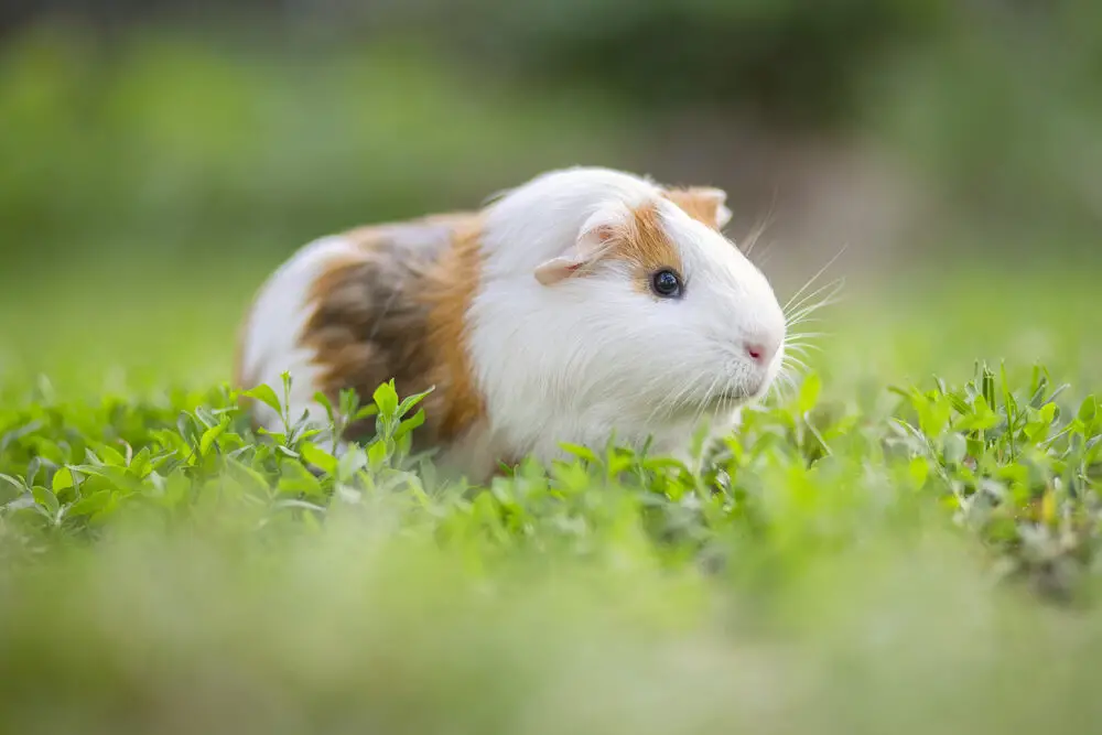 can guinea pigs eat corn on the cob