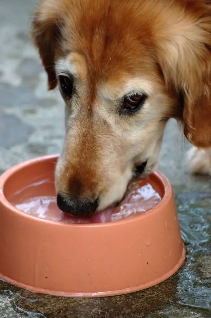 how to soften dog eye booger