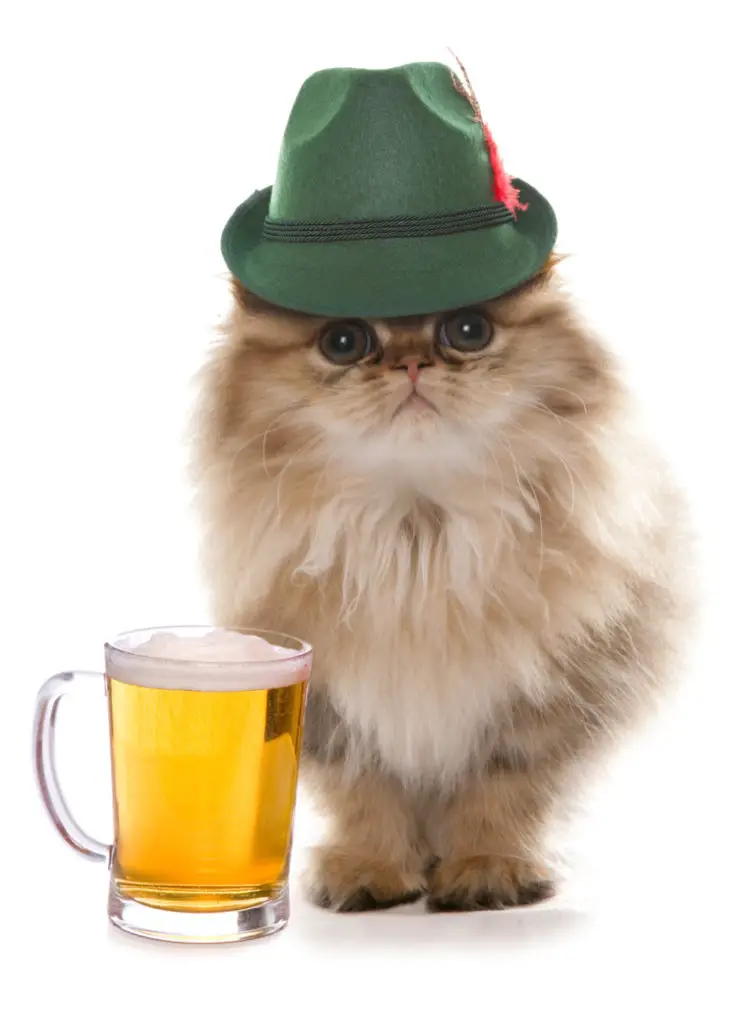 can cats drink beer