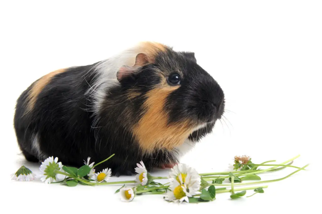 can guinea pigs eat bean sprouts