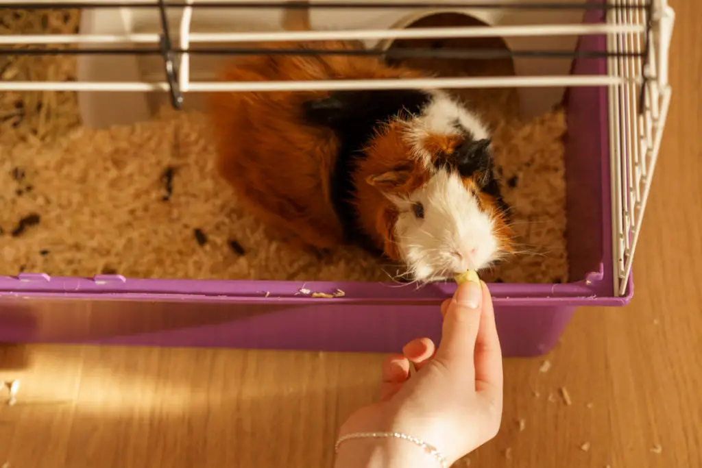 preparing celery for guinea pig consumption