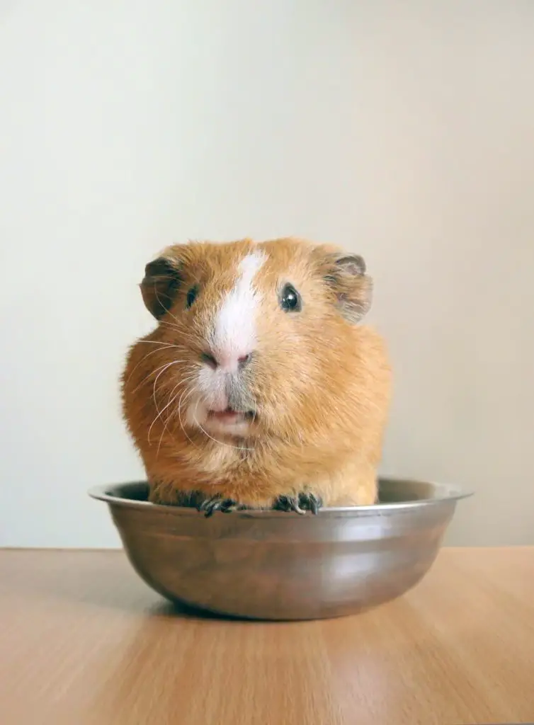 can guinea pigs eat banana peels