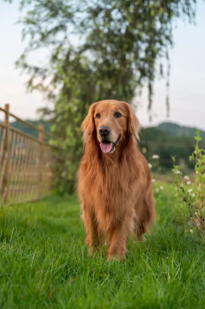 how to make a dog cable run