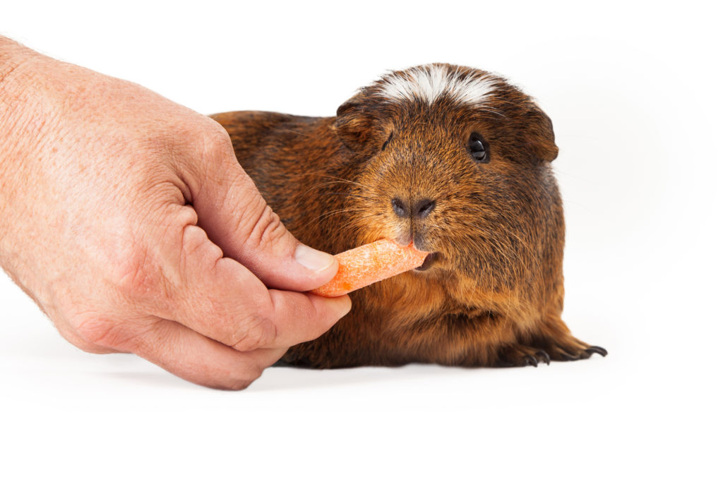 can guinea pigs eat butternut squash